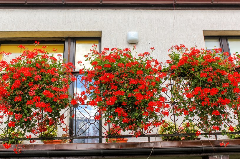 Kiedy wystawić pelargonie na balkon? Wskazano idealny termin