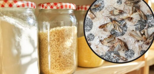 Mole nie znoszą tego zapachu. Domowy sposób za mniej niż 2 złote