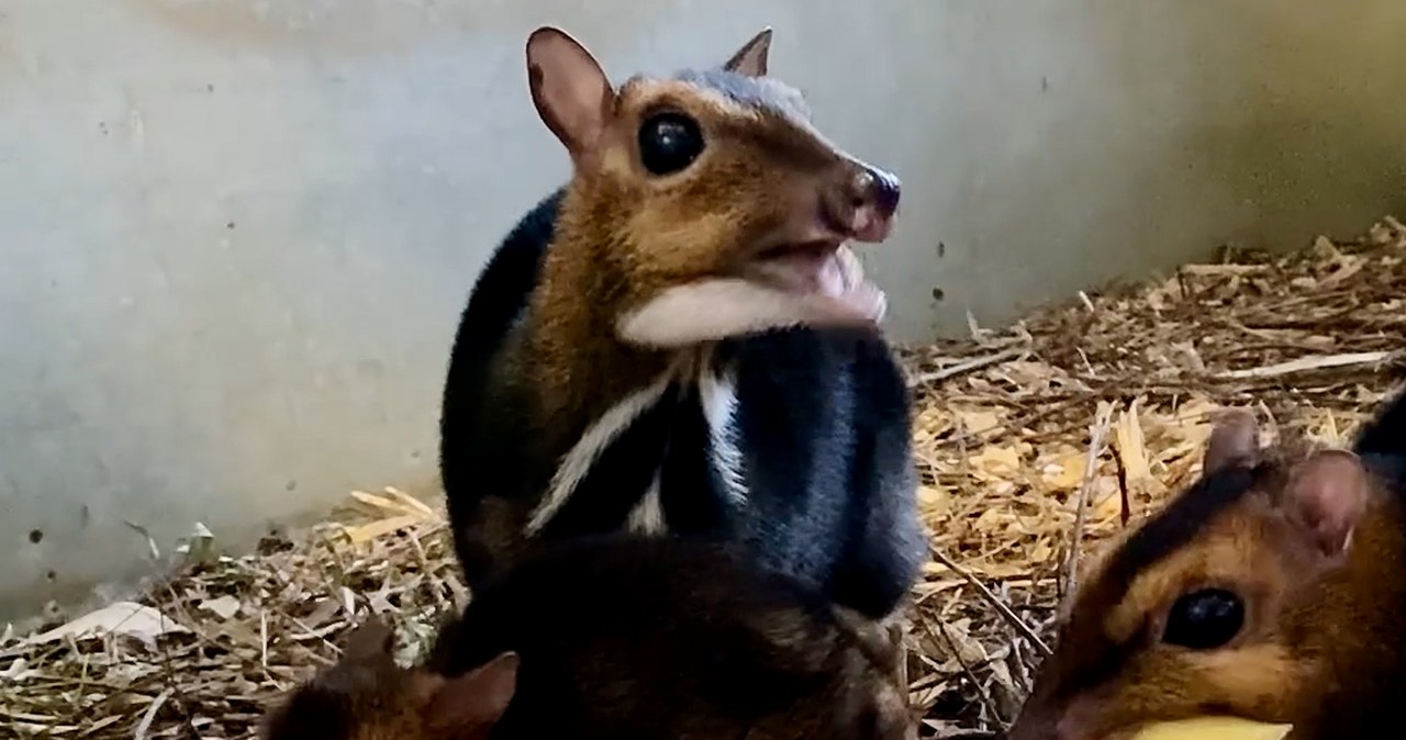 Myszojeleń z wrocławskiego zoo jest samcem. To wielki sukces!