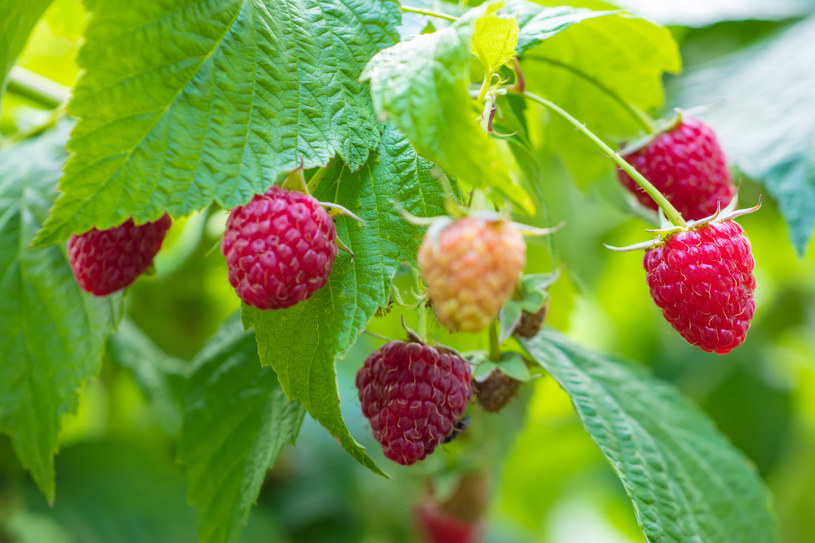 Owoce na balkon. Nawet bez działki czy ogrodu możesz cieszyć się ich smakiem [Lista]