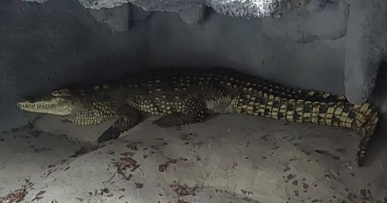 Krokodyle w prywatnym basenie. Jeden trafił do poznańskiego zoo