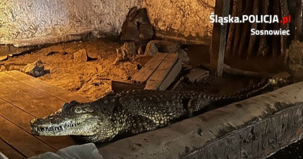 Krokodyle na prywatnej posesji w Sosnowcu. Jeden z nich nie żyje