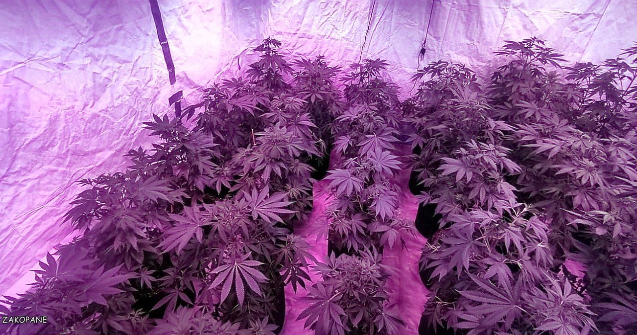 ​Domowa plantacja konopi zlikwidowana