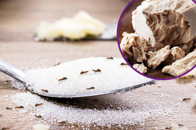 Wymieszaj drożdże z cukrem i zalej wodą. Mrówki znikną na dobre