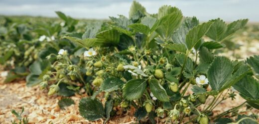 Tak pozbywają się chwastów na plantacjach truskawek. Zrób to na grządce, a krzaki wydadzą bogate plony