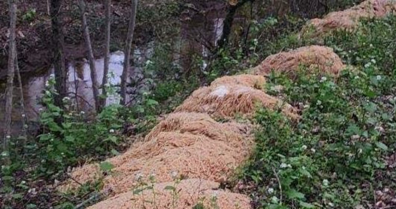 Góry spaghetti. Ktoś wyrzucił w lesie ponad 200 kg makaronu