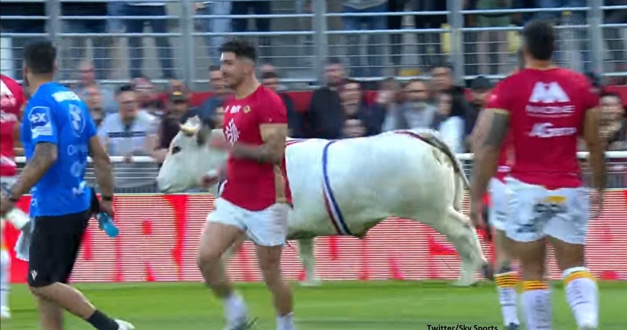 Rugbiści uciekali w popłochu. Na boisku pojawił się byk