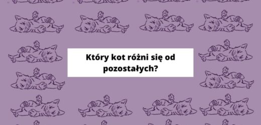 Test na spostrzegawczość: Który kot jest inny od reszty? Tylko 5% zauważy!