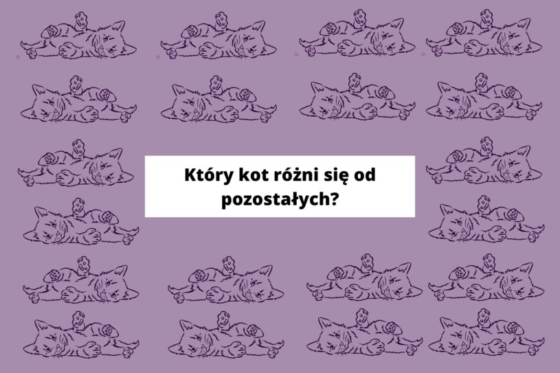 Test na spostrzegawczość: Który kot jest inny od reszty? Tylko 5% zauważy!