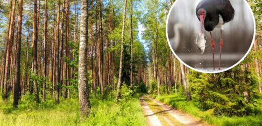 Polscy leśnicy pokazali nietypowe nagrania. Wyjaśniają, co to oznacza