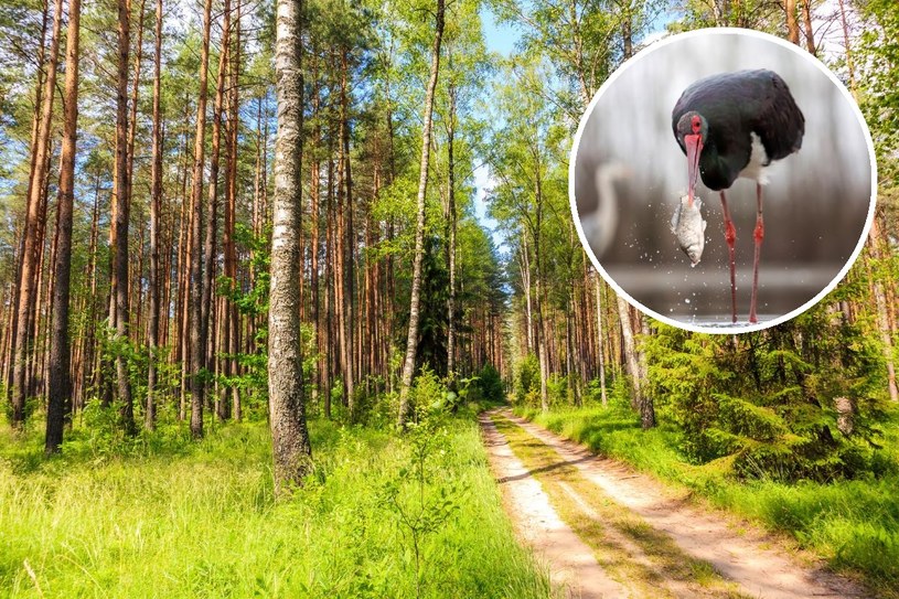 Polscy leśnicy pokazali nietypowe nagrania. Wyjaśniają, co to oznacza