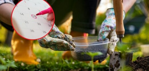 Po tym terminie możesz bezpiecznie sadzić rośliny w ogrodzie. Kluczowa data dla działkowców