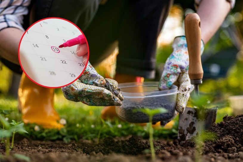 Po tym terminie możesz bezpiecznie sadzić rośliny w ogrodzie. Kluczowa data dla działkowców