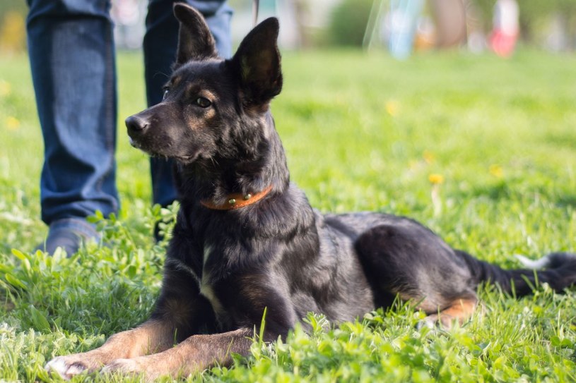 Dlaczego pies kładzie się na widok drugiego psa? Lepiej zareaguj w porę