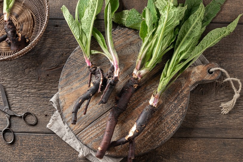 Skoro rośnie w twoim ogródku, to dlaczego nie korzystasz z darmowego leku?