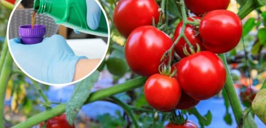 Nieziemski smród i zaskakujący efekt. Krzaki będą uginać się od pomidorów