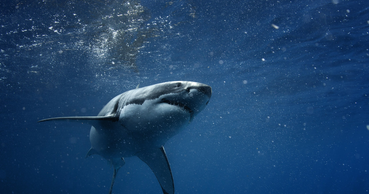 Rekin zaatakował surfera. Trwa akcja poszukiwawcza