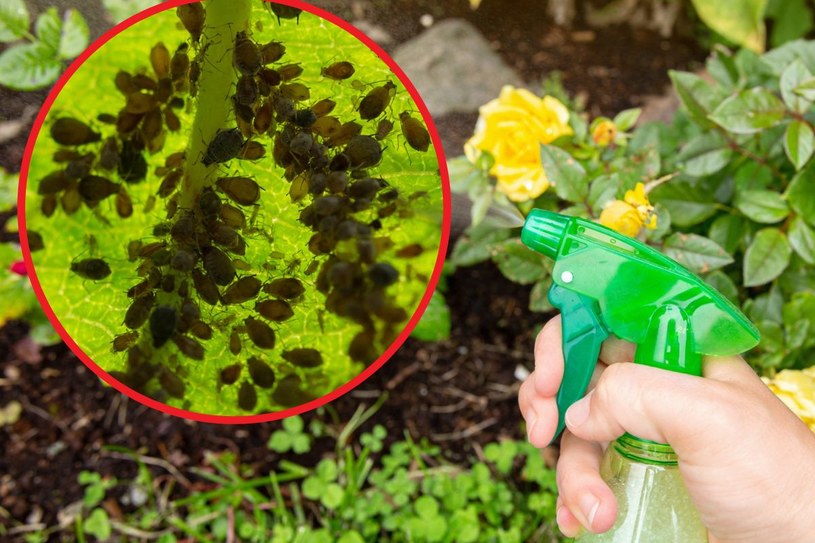 Pogromca mszyc. Wypróbuj genialny patent, a szkodniki uciekną w popłochu