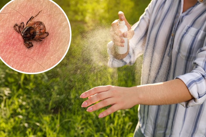 Skuteczny sposób na kleszcze. Nienawidzą tego zapachu