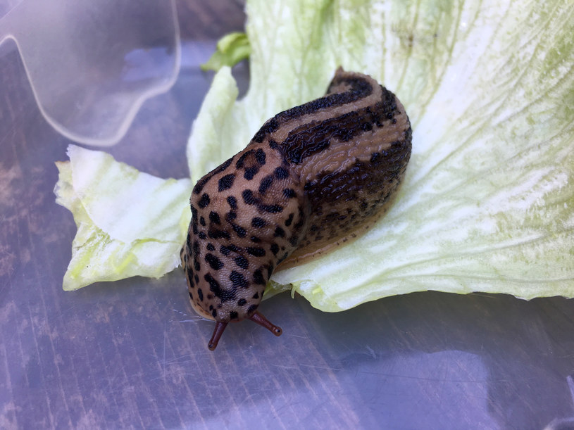 Ślimaki zjadają twoje truskawki? Ogrodnicy stosują jeden prosty trik