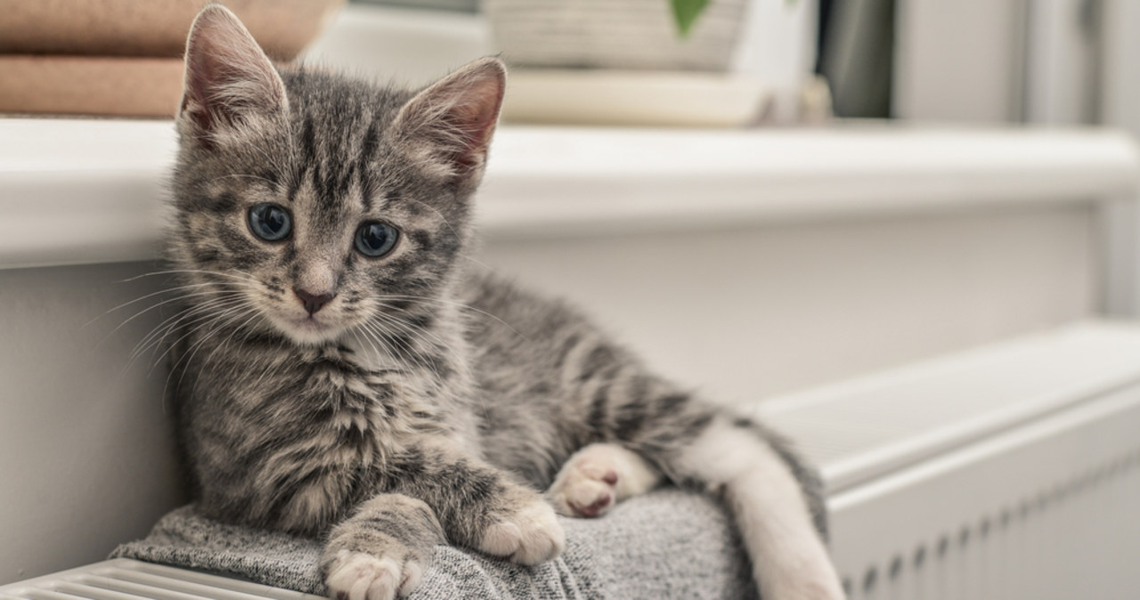 Kot odkręcił kran w ratuszu. Straty liczone w tysiącach euro