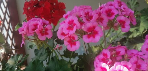 Zalej wodą i odczekaj dobę. Podlewaj pelargonię i ciesz się bujnymi kwiatami całe lato