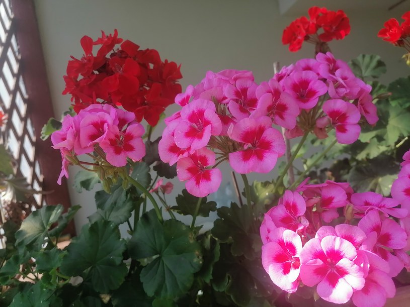 Zalej wodą i odczekaj dobę. Podlewaj pelargonię i ciesz się bujnymi kwiatami całe lato