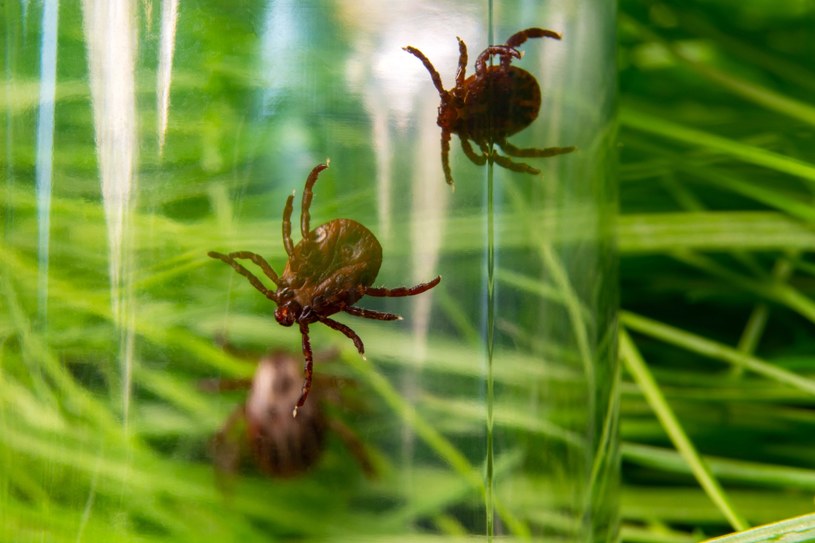 Ogrodowy „detektor” kleszczy. Jeden ruch i widzisz, ile żeruje ich w trawie