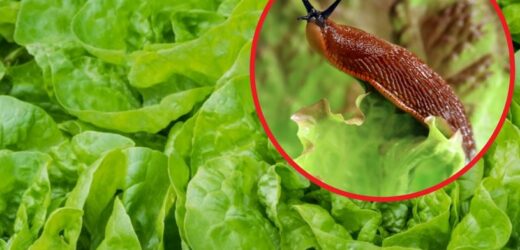 Ślimaki ucztują w twojej sałacie? Rozsyp na grządkach popularną przyprawę