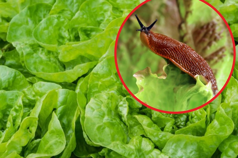 Ślimaki ucztują w twojej sałacie? Rozsyp na grządkach popularną przyprawę