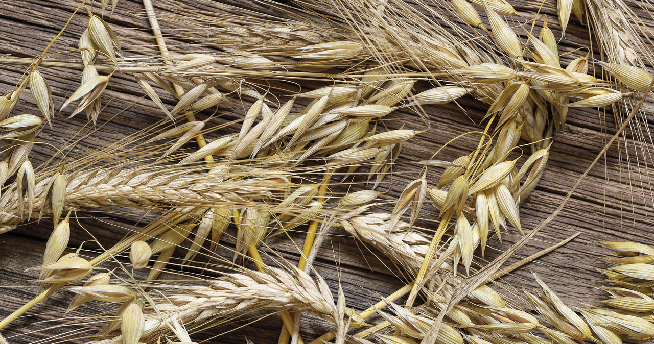 Będzie kontrola ws. ukraińskiego zboża. „Oczekujemy zdecydowanych działań”