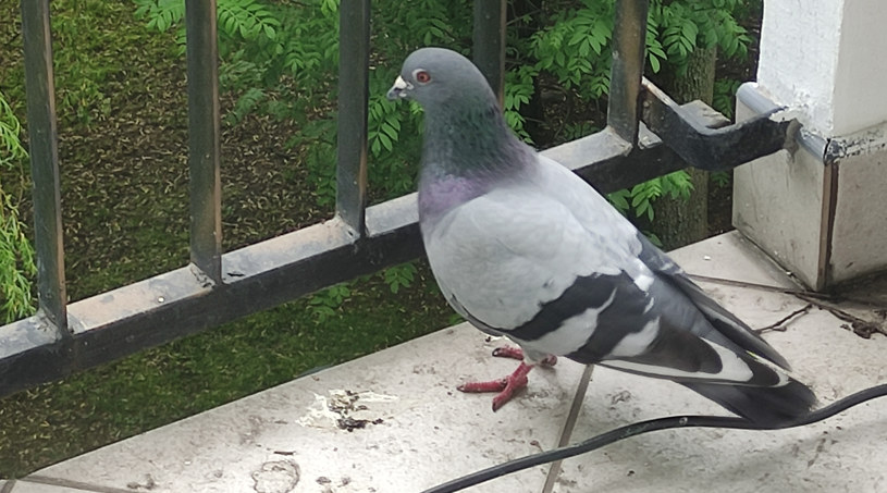 Sąsiedzki spór o gołębie. Sąsiad dokarmia, a na moim balkonie brudno