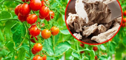 Zadziała jak kojący balsam, pobudzi pomidory do wzrostu. Zmieszaj z wodą jeden składnik