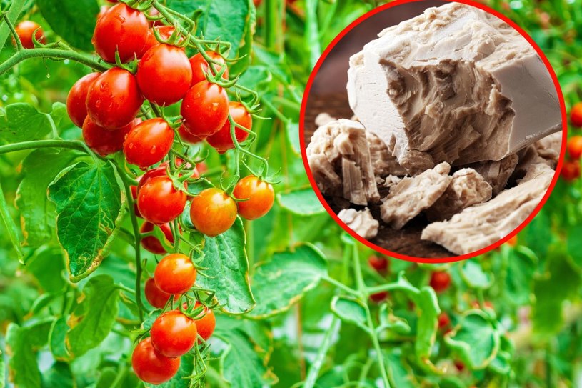 Zadziała jak kojący balsam, pobudzi pomidory do wzrostu. Zmieszaj z wodą jeden składnik