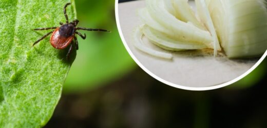 Skuteczna mikstura na kleszcze. Po jednym oprysku uciekną z ogrodu