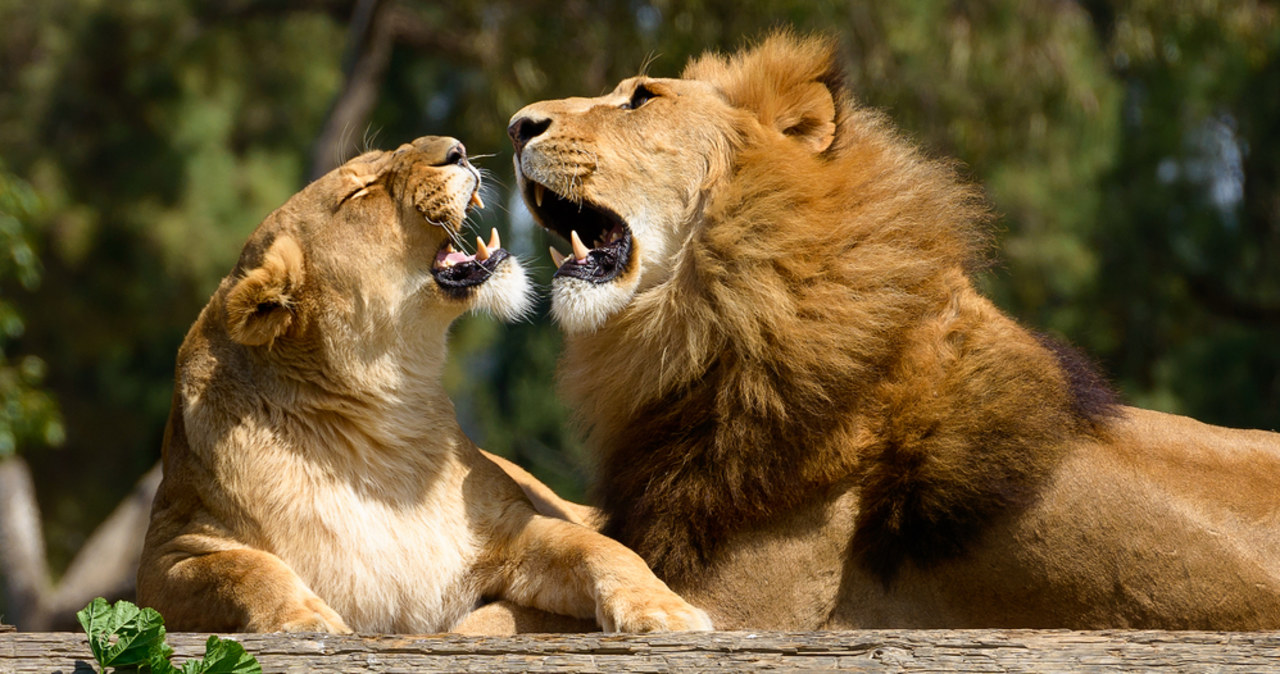 Lew zabił mężczyznę na Słowacji. Tragedia w prywatnym zoo
