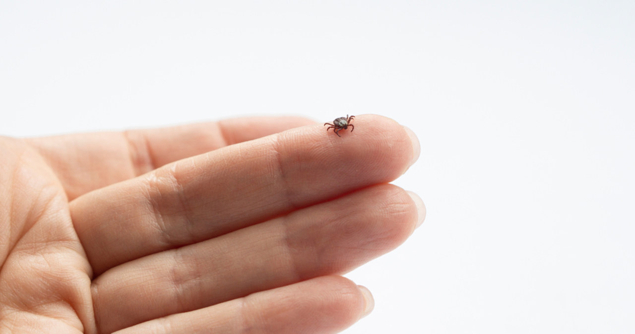 Po czym rozpoznać, że ukąsił nas zakażony kleszcz?