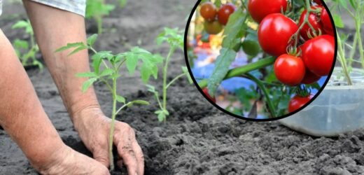 Nigdy nie sadź tych roślin w sąsiedztwie pomidorów. Uprawa szybko zmarnieje