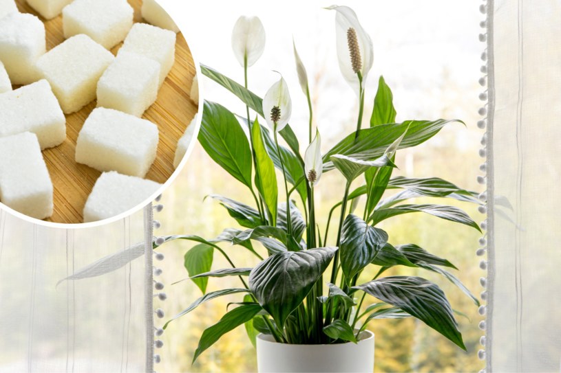 Tani sposób na żółknący skrzydłokwiat. Potrzebny składnik masz w kuchni