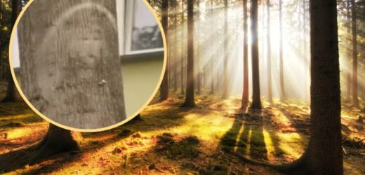 Wizerunek Matki Boskiej na drzewie w Parczewie. Mieszkańcy odmawiają liczne modlitwy. Diecezja Siedlecka ostrzega wiernych