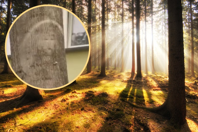 Wizerunek Matki Boskiej na drzewie w Parczewie. Mieszkańcy odmawiają liczne modlitwy. Diecezja Siedlecka ostrzega wiernych