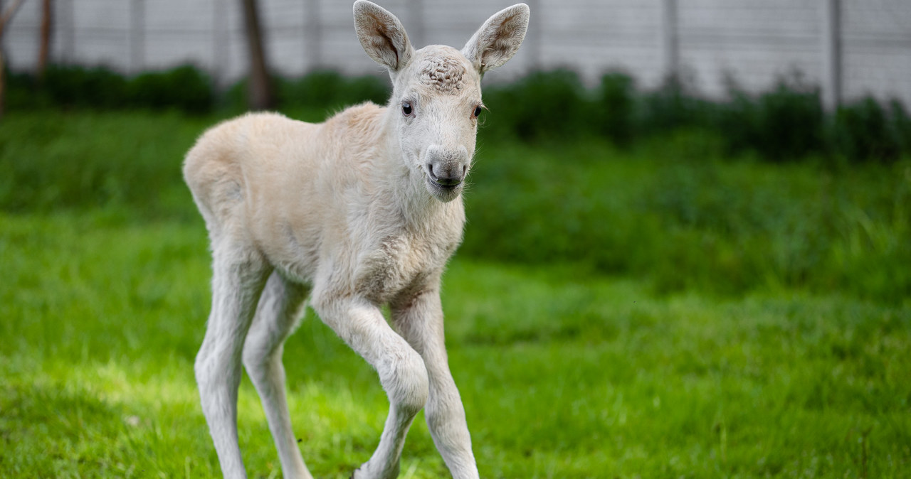 Takiego łosia widziano w Polsce tylko kilka razy