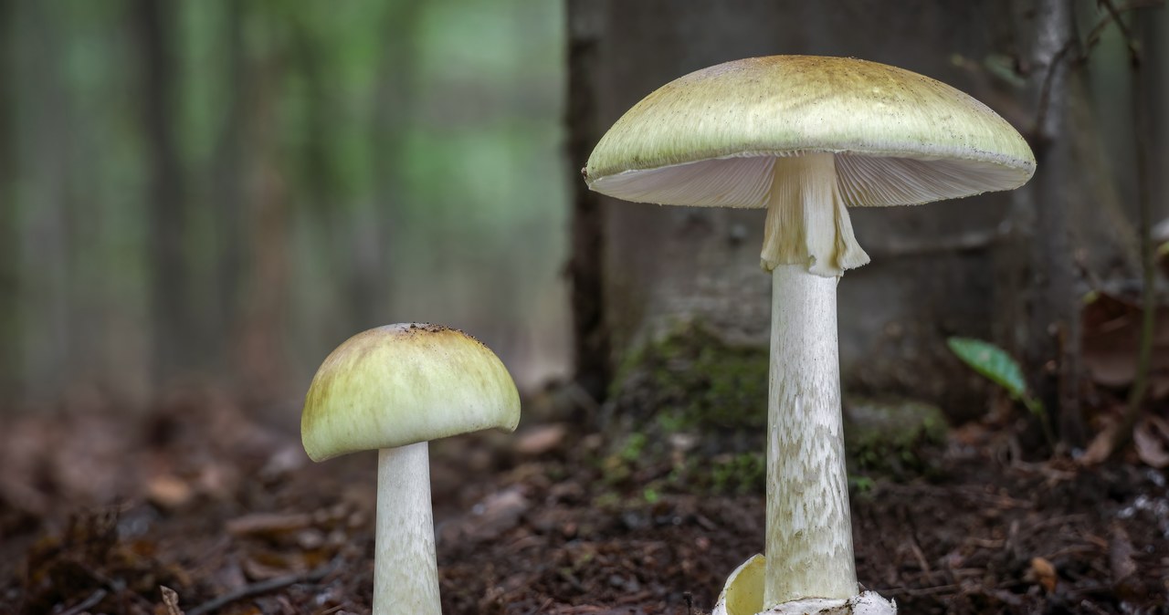Antidotum na toksynę muchomora sromotnikowego odkryte?