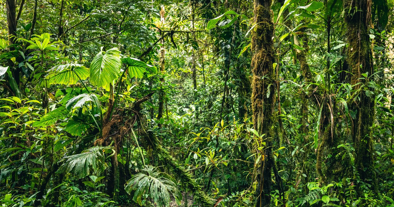 Przeżyły katastrofę samolotu i dwa tygodnie w dżungli. Odnaleziono czworo dzieci
