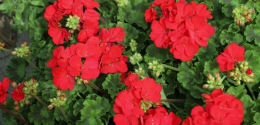 Genialny nawóz dla pelargonii za grosze. Kwiaty oraz pędy będą jędrne i bujne