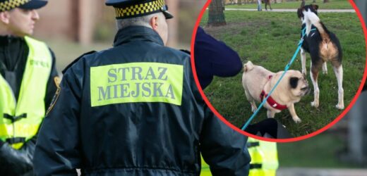 Ruszyły kontrole: spuszczasz psa ze smyczy? Sprawdź, czy nie łamiesz prawa