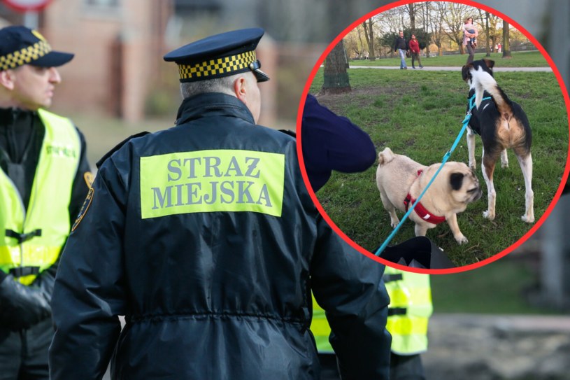 Ruszyły kontrole: spuszczasz psa ze smyczy? Sprawdź, czy nie łamiesz prawa