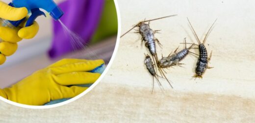 Skuteczny sposób na rybiki cukrowe. Zmieszaj dwa składniki i spryskaj płytki