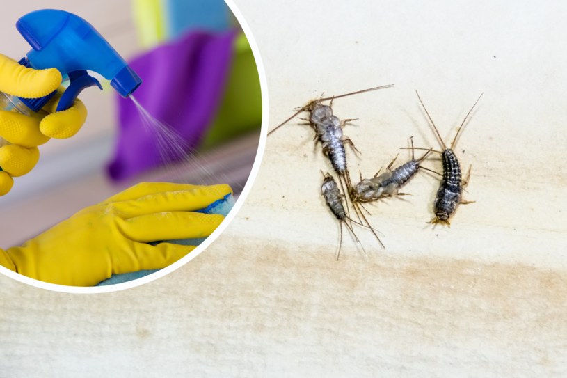 Skuteczny sposób na rybiki cukrowe. Zmieszaj dwa składniki i spryskaj płytki