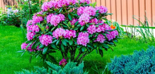 Rododendron słabo kwitnie i nie rośnie? Te sprawdzone sposoby pobudzą go do życia